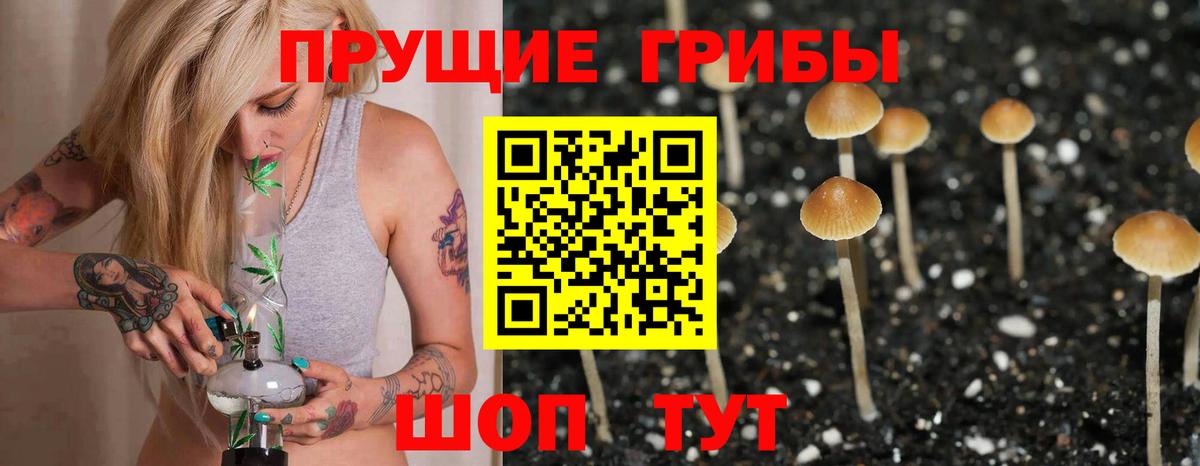 закладка  Вход с VPN  Богородицк  Галлюциногенные грибы Cubensis 